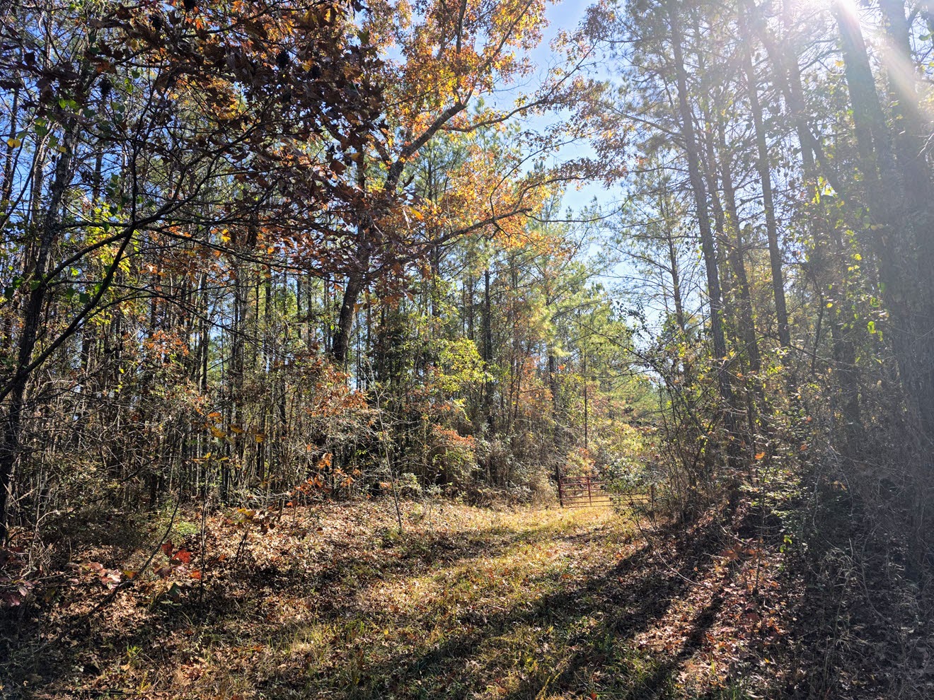 Mixed hardwoods and pines beside an internal opening at North Perry 130 Tract, Perry County, Alabama