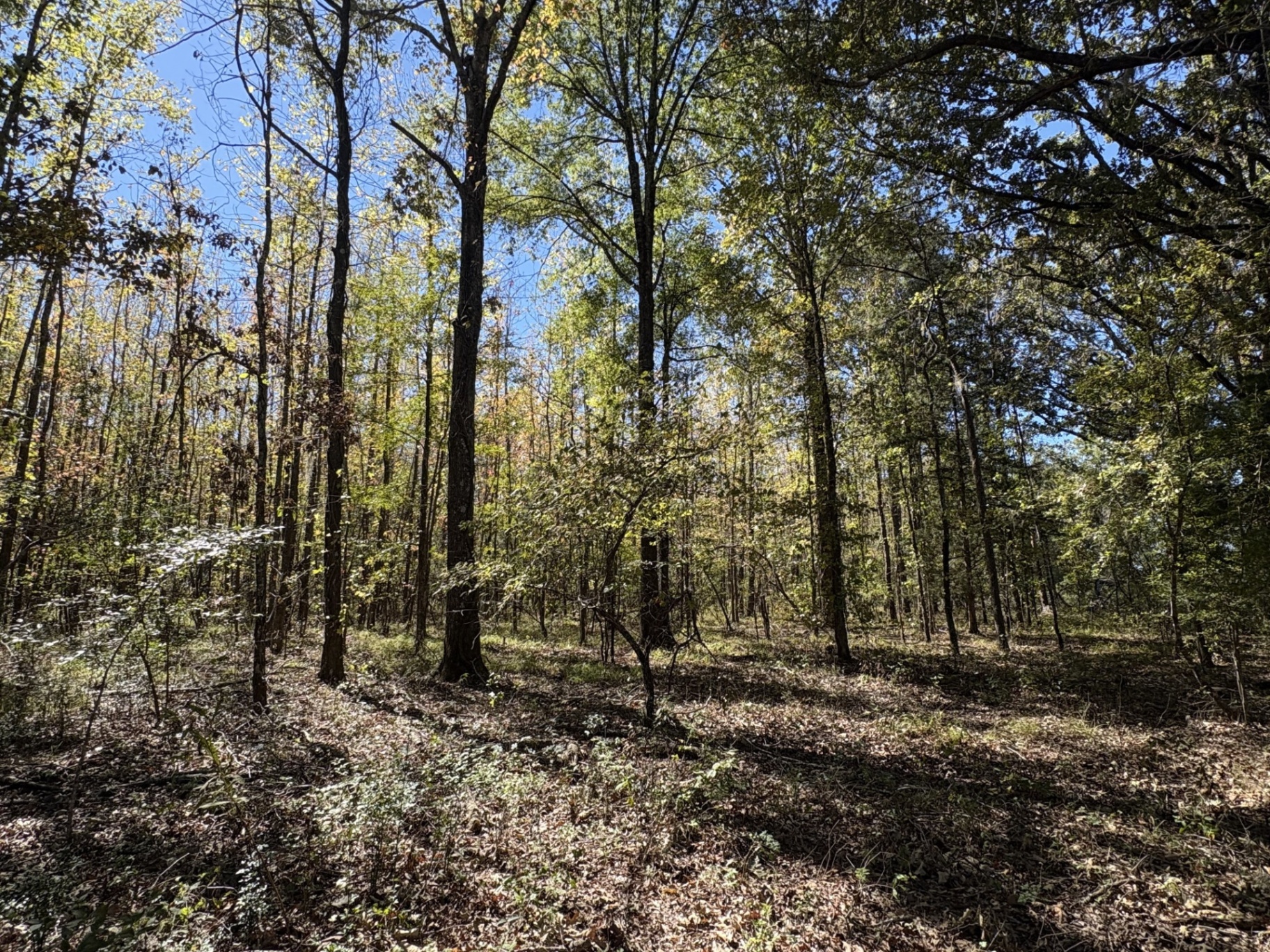 Mature mixed hardwood woodland at Flatwood 40 Tract, Marengo County, Alabama