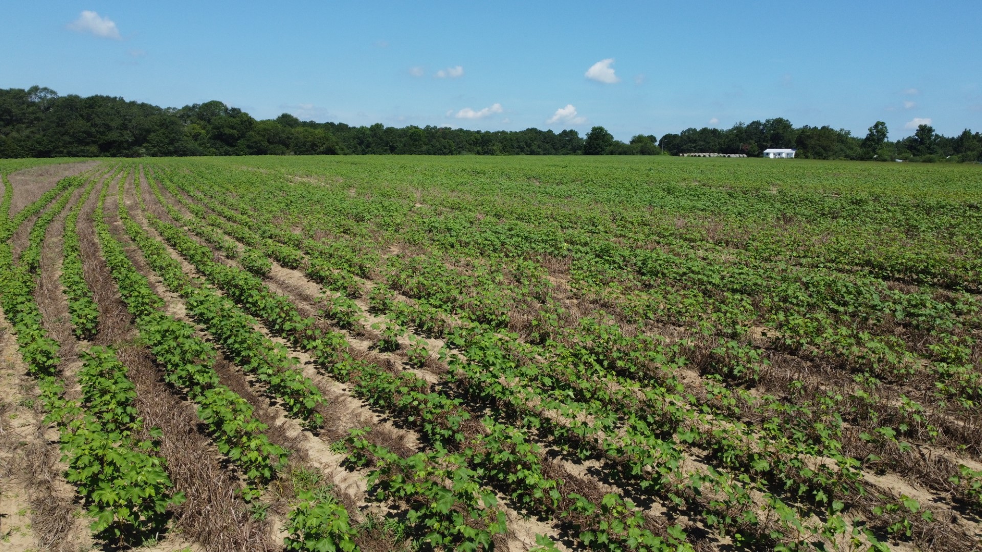 Low aerial of the open crop field bordered by timber
