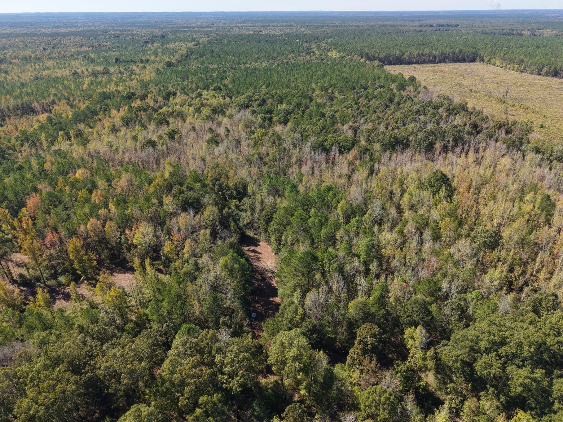 Wide aerial of mixed hardwoods and pines at Flatwood 40 at Flatwood 40 Tract, Marengo County, Alabama