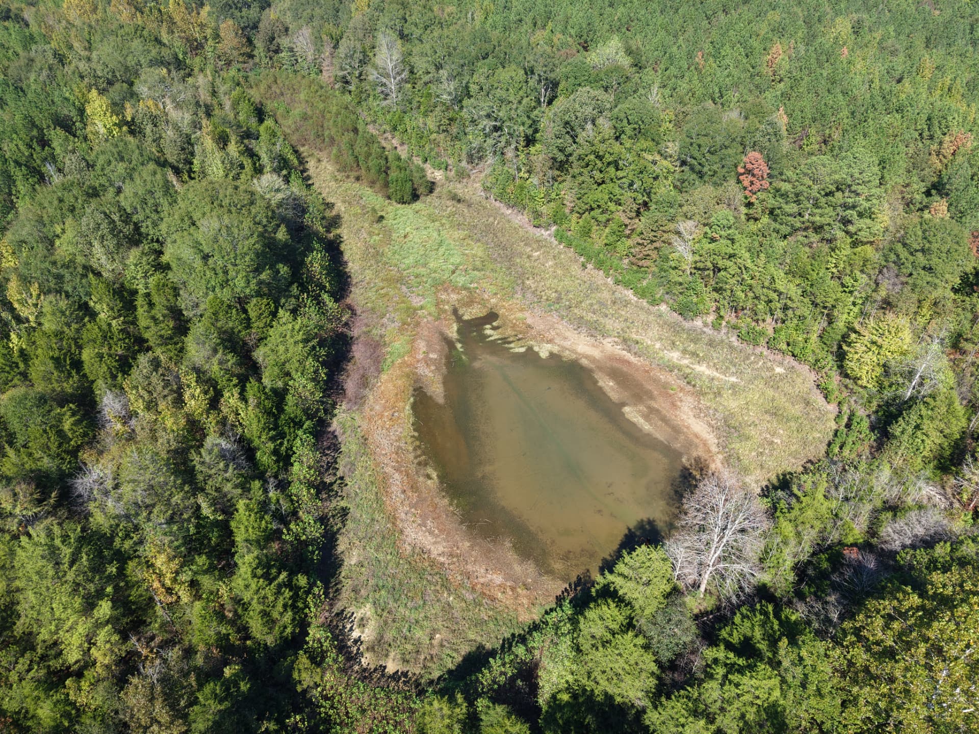 Aerial of the existing pond set into the timber