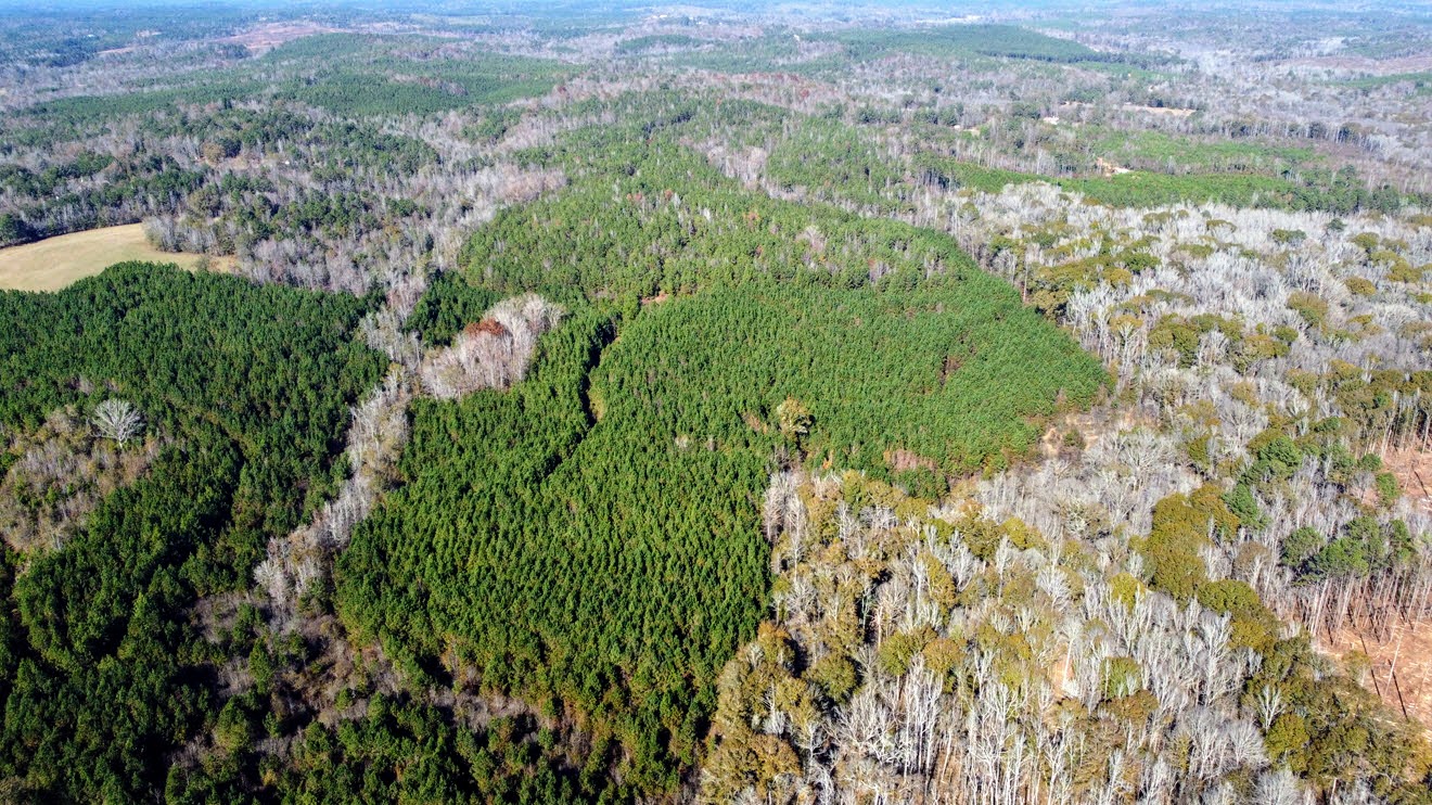 Aerial along County Road 23 frontage with the tract's timber at North Perry 130 Tract, Perry County, Alabama