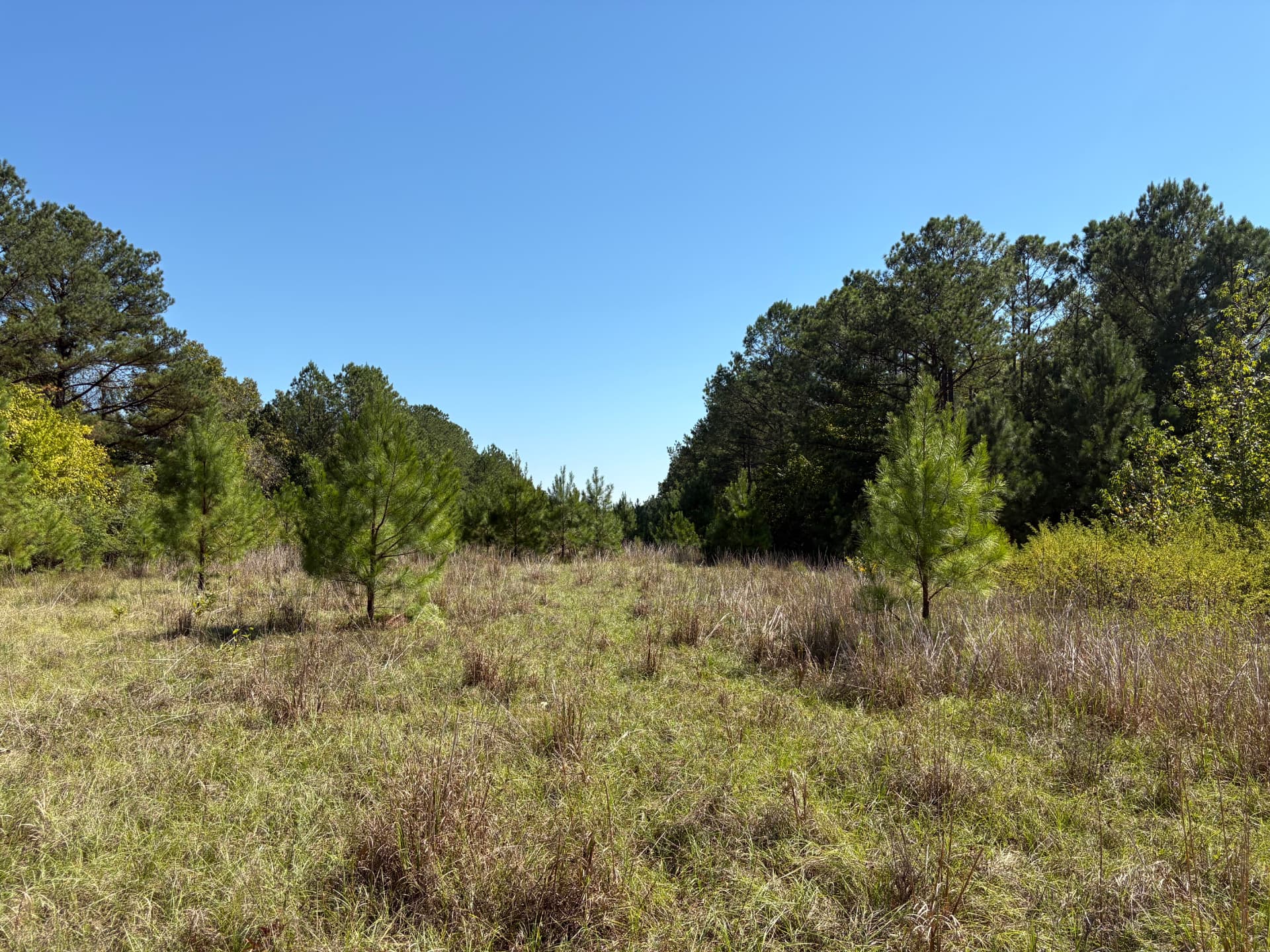 Open field edge with young pines on the Runway Tract