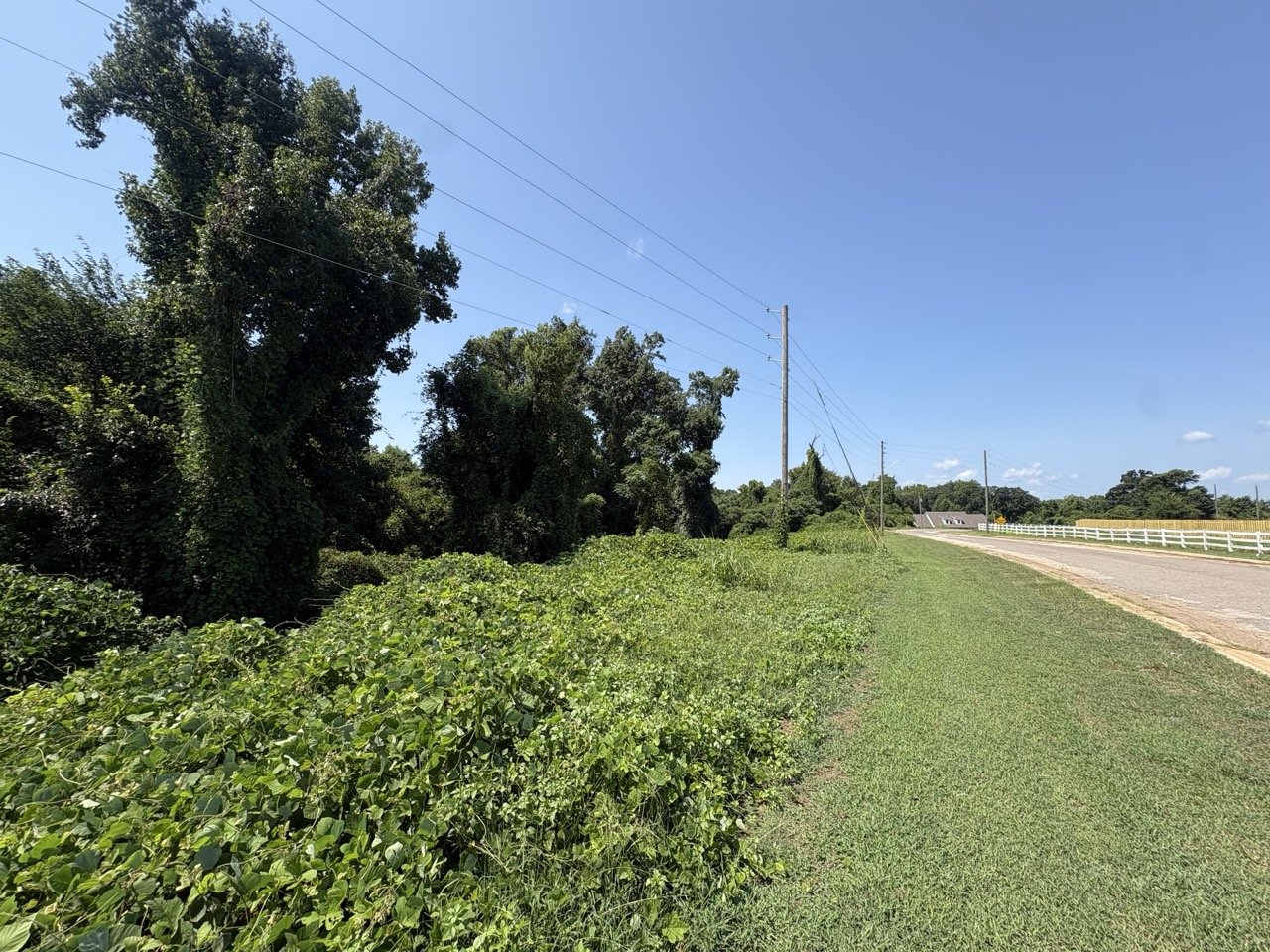 Large hardwoods along the lot frontage