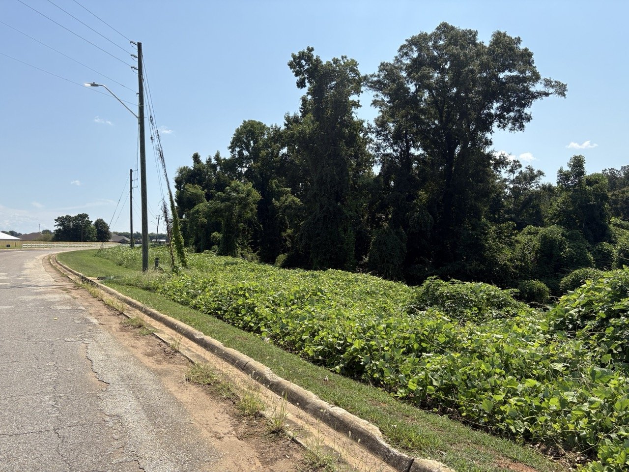 Tall hardwoods along the paved street