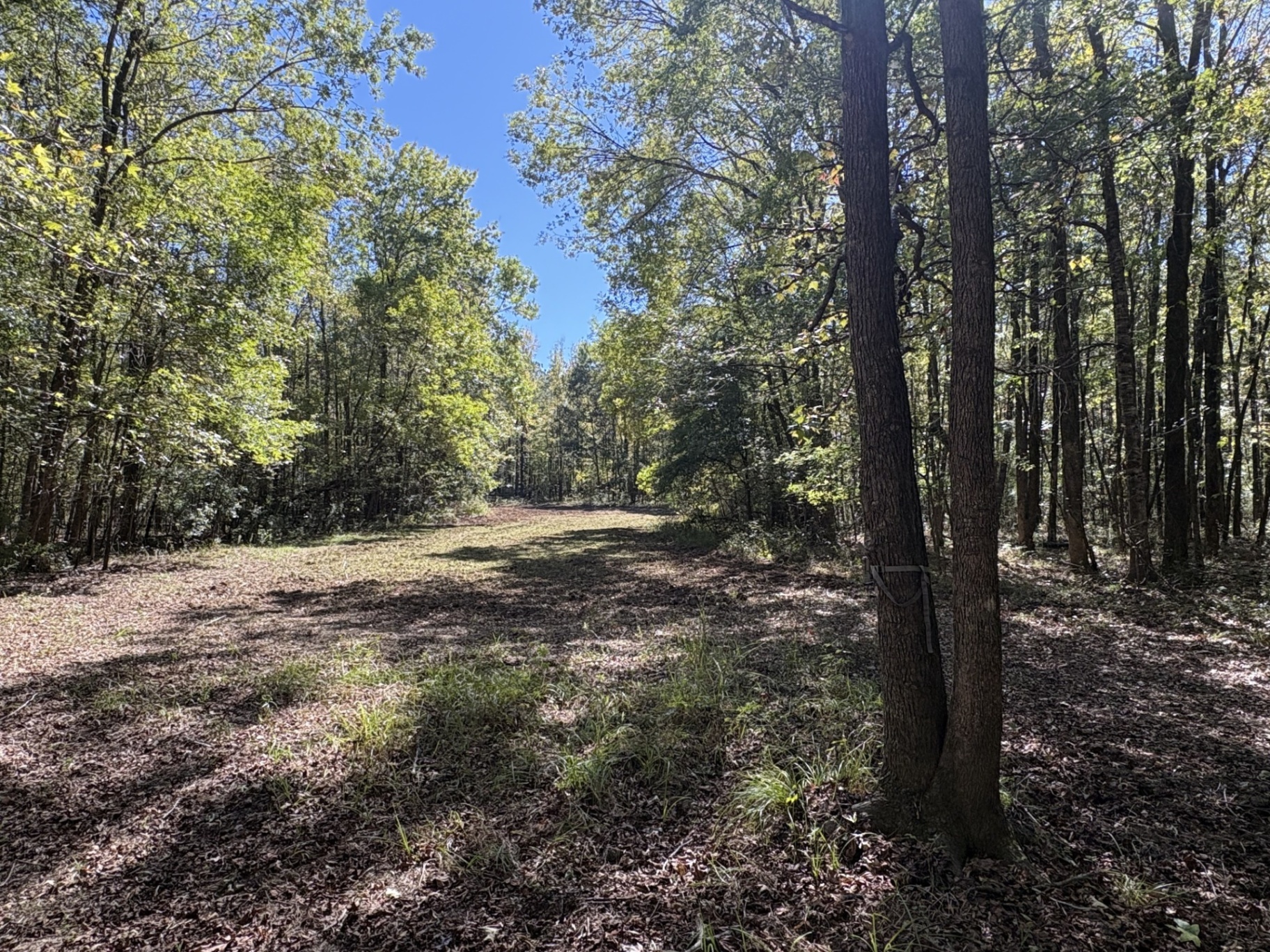 Food plot bordered by mature woodland at Flatwood 40 Tract, Marengo County, Alabama