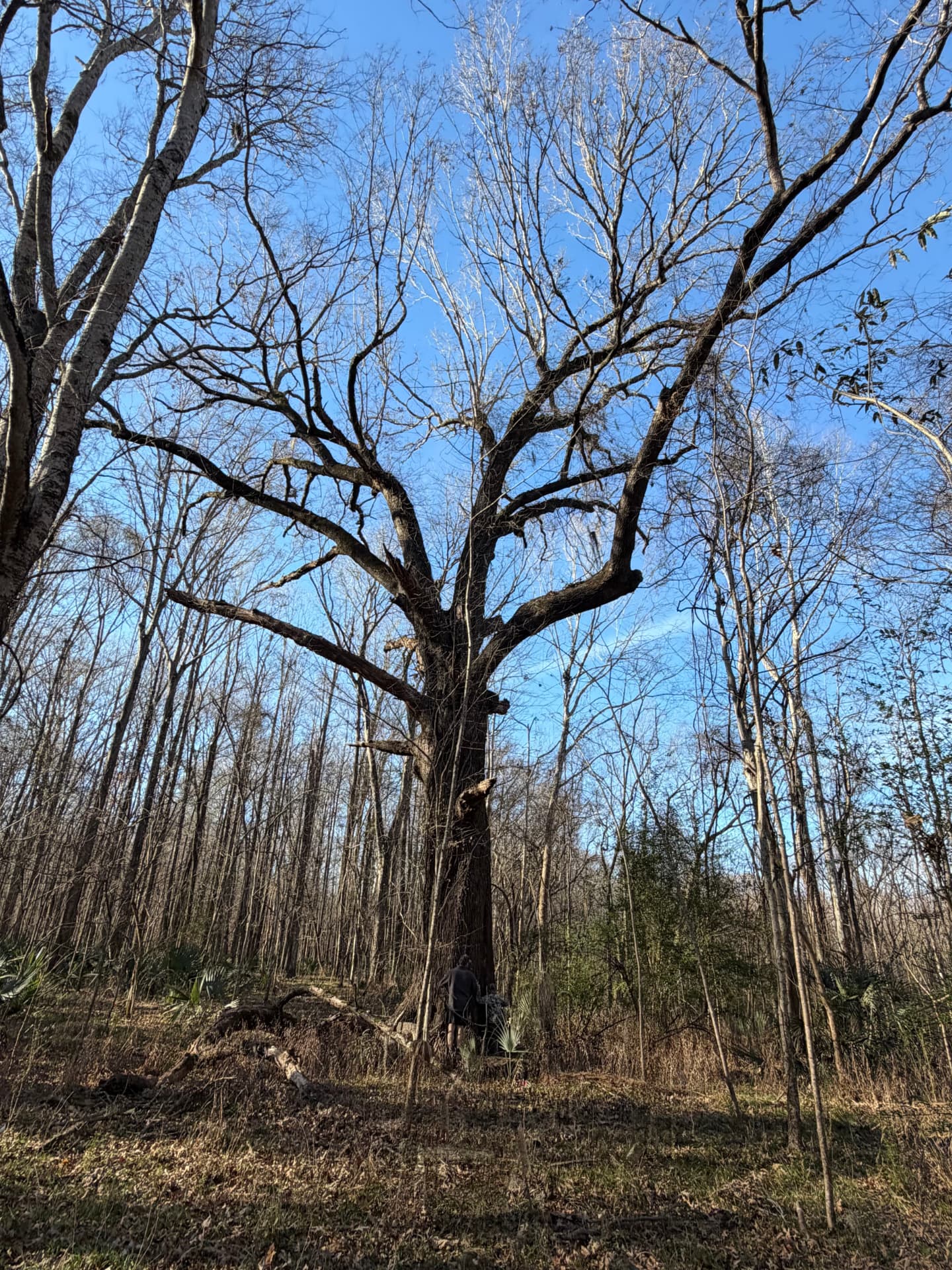 A person standing at the base of a massive bare hardwood trunk at Half Chance, showing the tree's scale against the surrounding winter woodland