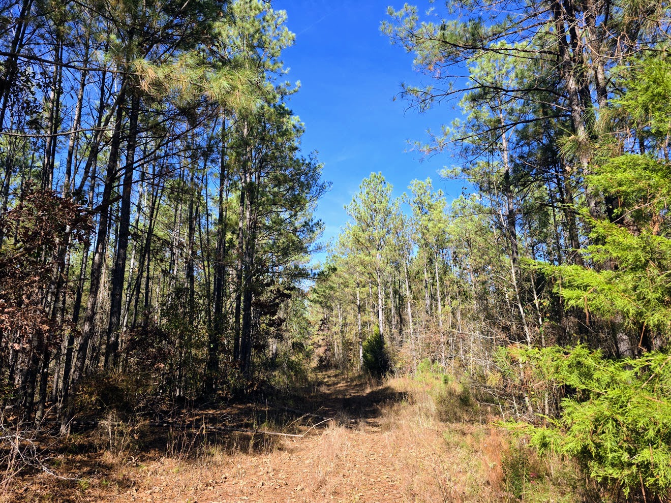 Food plot opening bordered by pines at North Perry 130 Tract, Perry County, Alabama