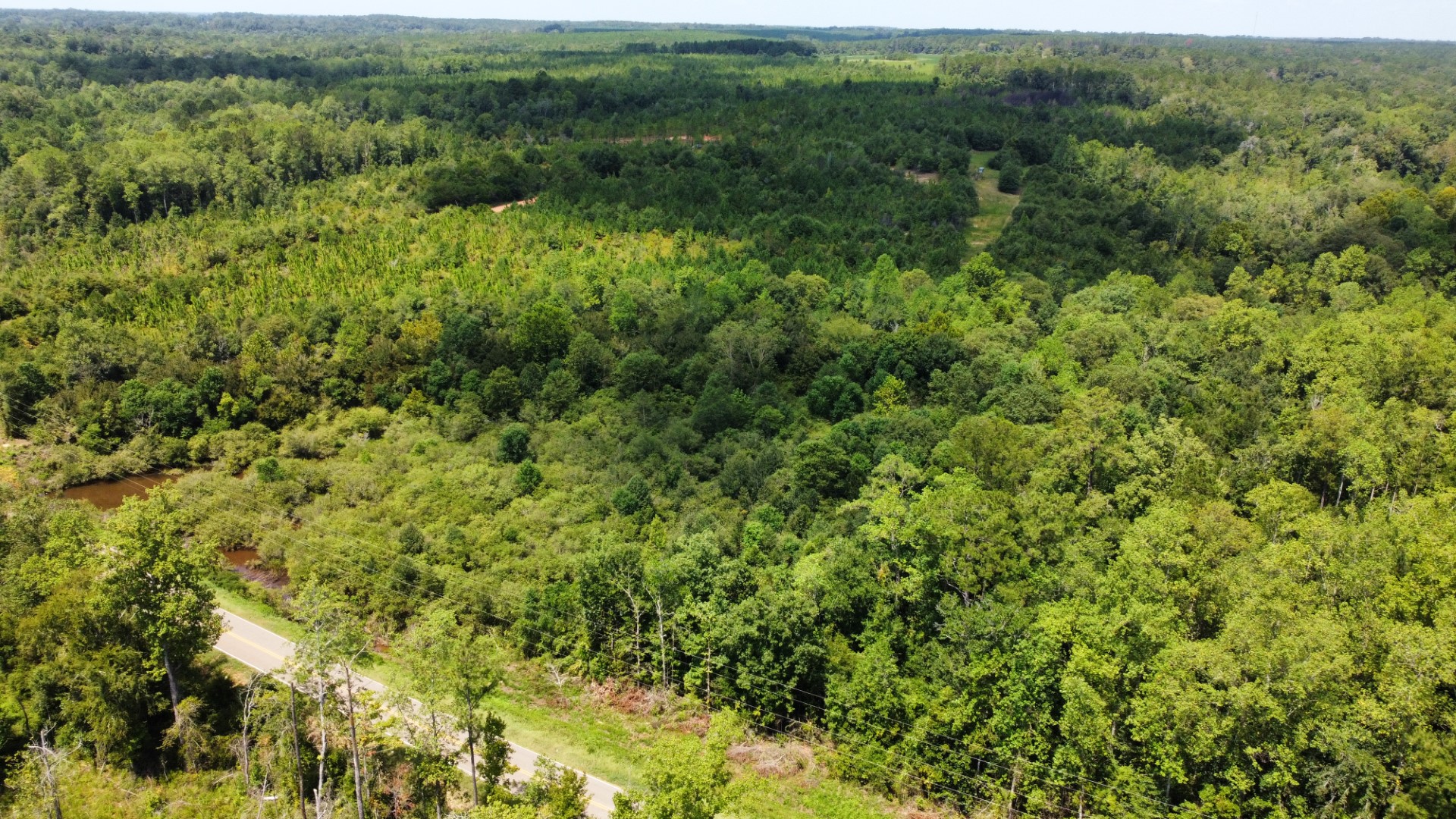 Wide aerial of timber stretching toward the horizon