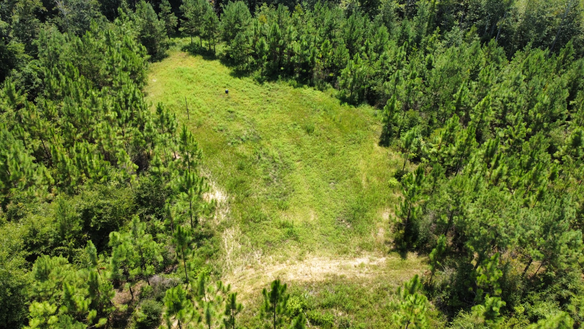 Aerial of a grassy opening surrounded by pines