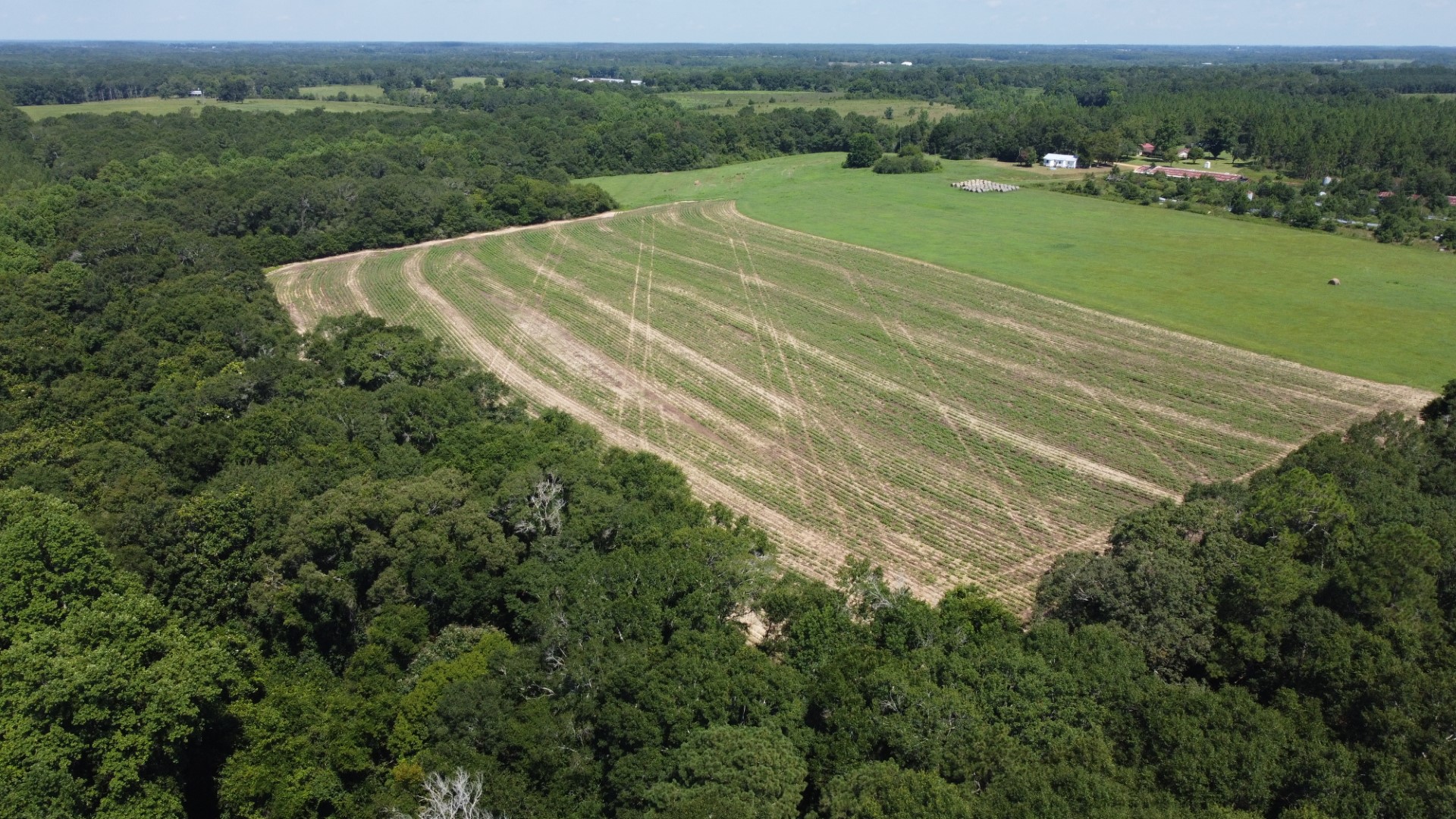 Aerial of the crop field, the adjacent pasture and the timber around them