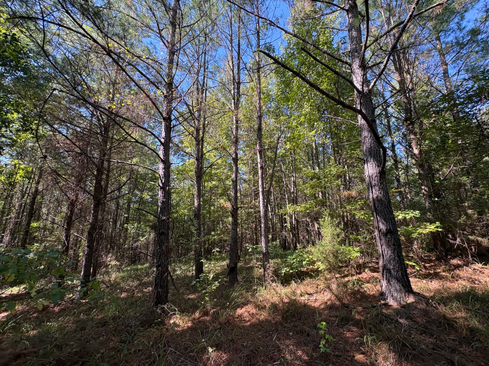 Pine timber with scattered hardwoods