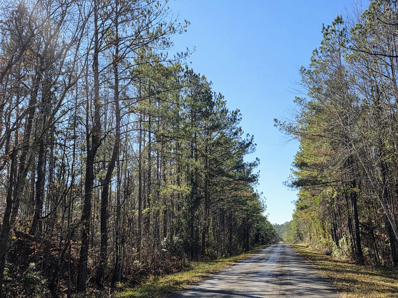 County Road 23 lined with tall pines along the tract at North Perry 130 Tract, Perry County, Alabama