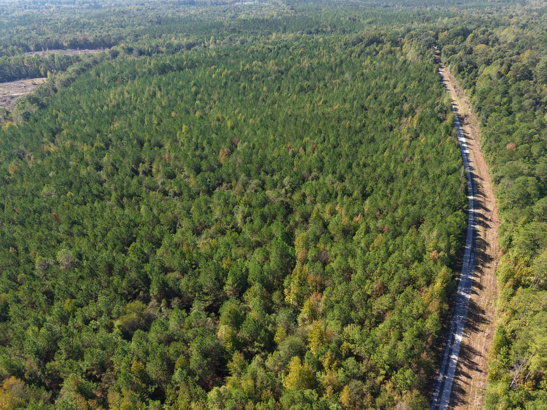 Aerial of the pine stand following the road frontage