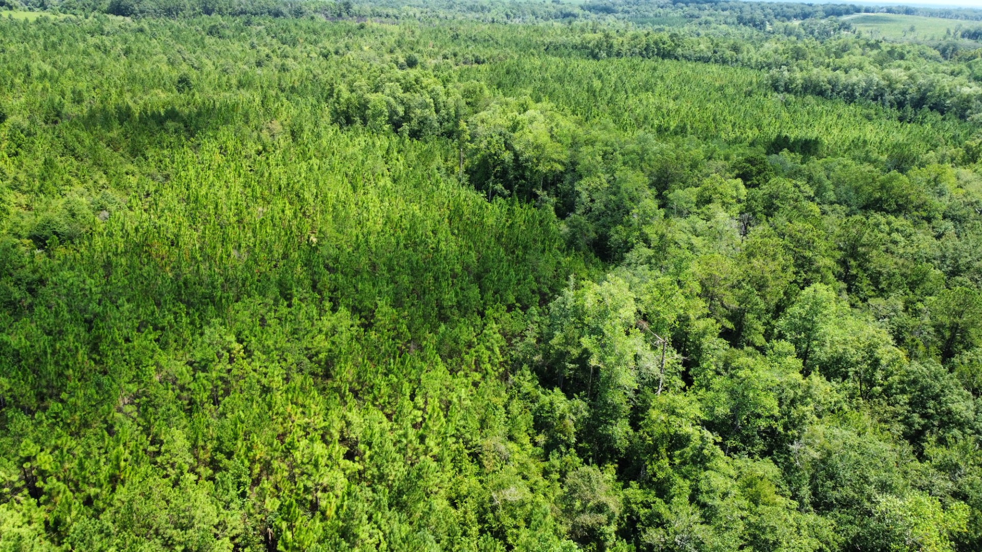 Aerial of the pine plantation and hardwood draws