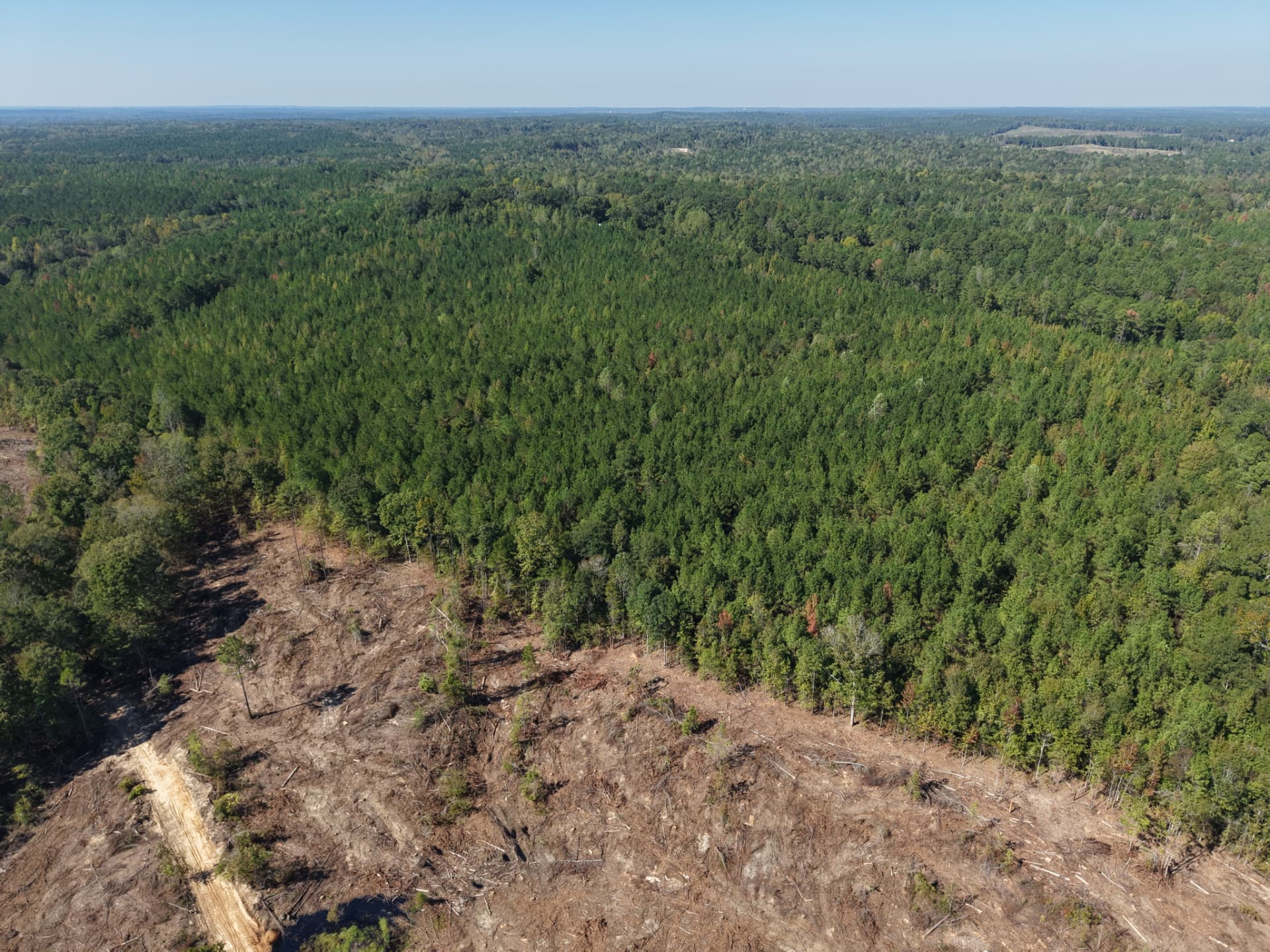 Aerial of the timber stand edge looking across Marengo County