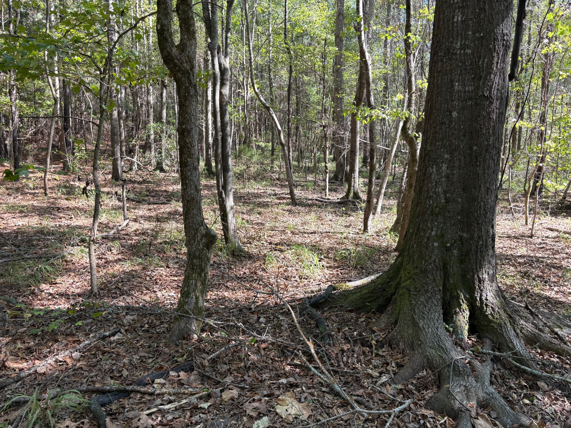 Large hardwood roots and open understory along the drainage
