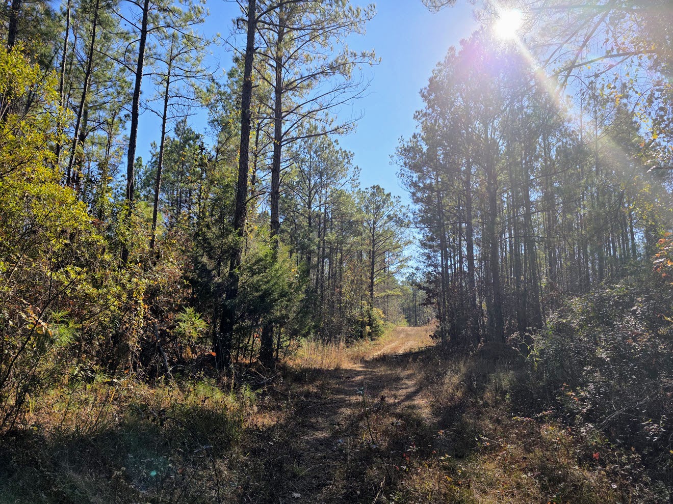 Internal trail through mature pine timber at North Perry 130 Tract, Perry County, Alabama