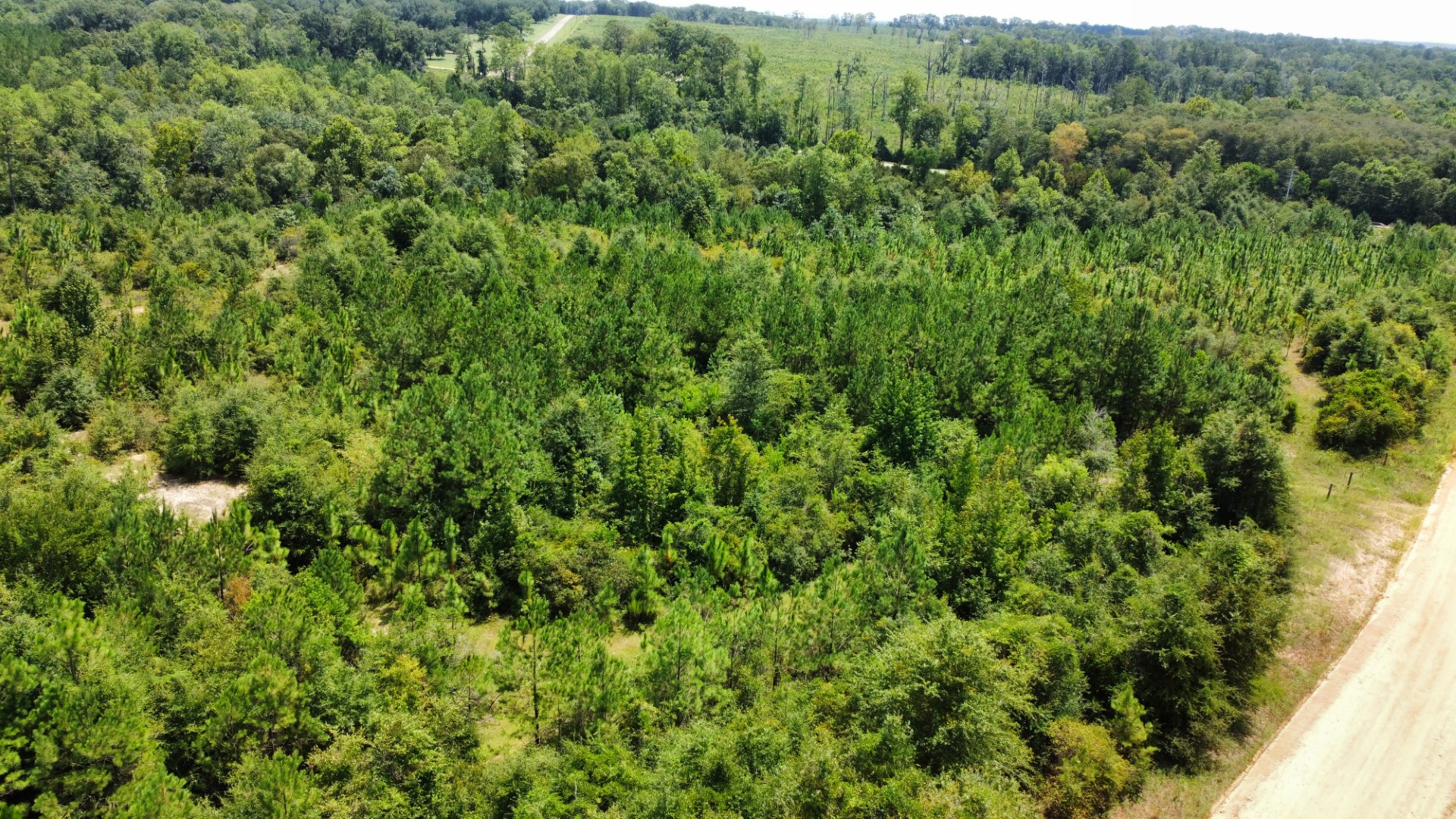 Aerial of pine timber with a county road along the edge