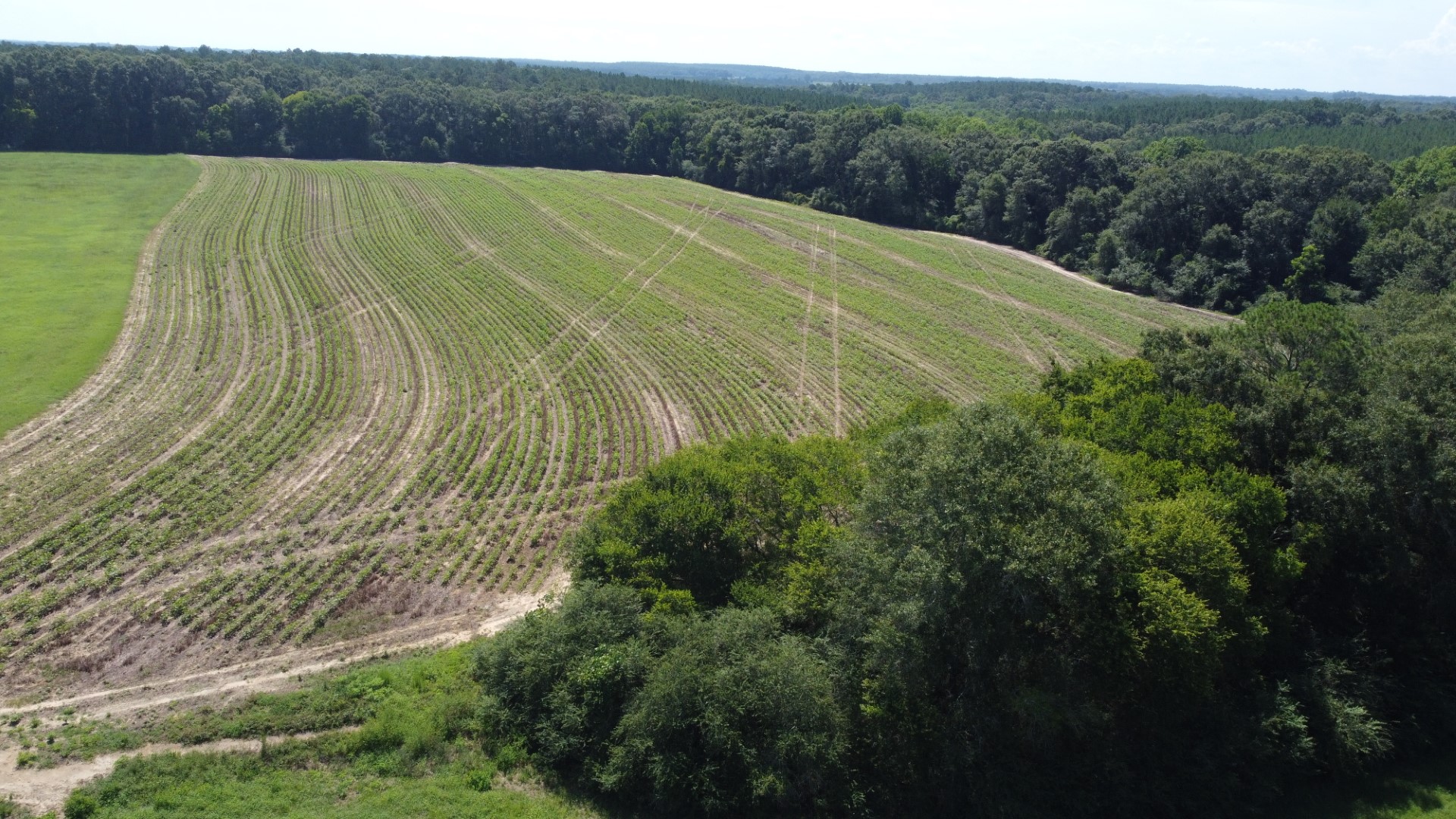 Aerial of the curved row-crop field bordered by timber and a dirt track