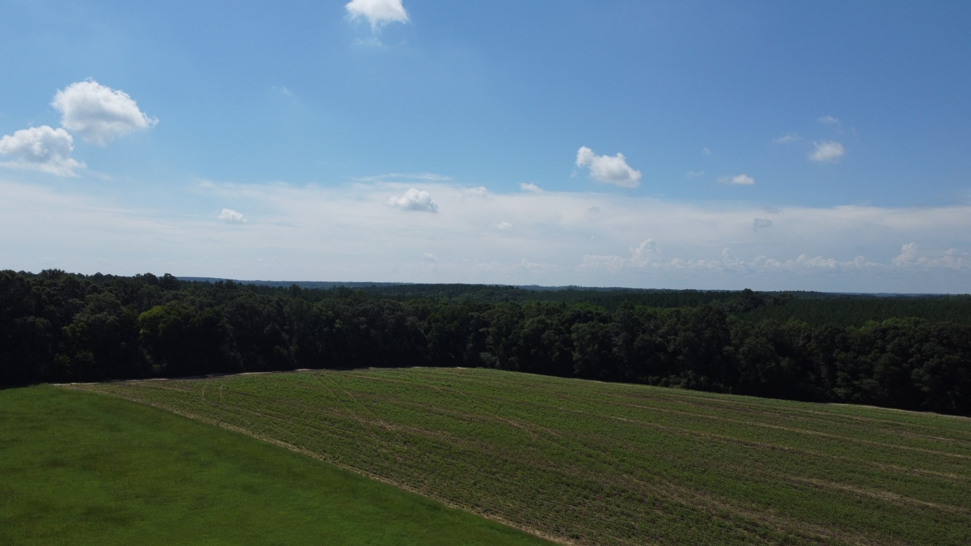 Aerial of the open crop field and the timber line under a blue sky
