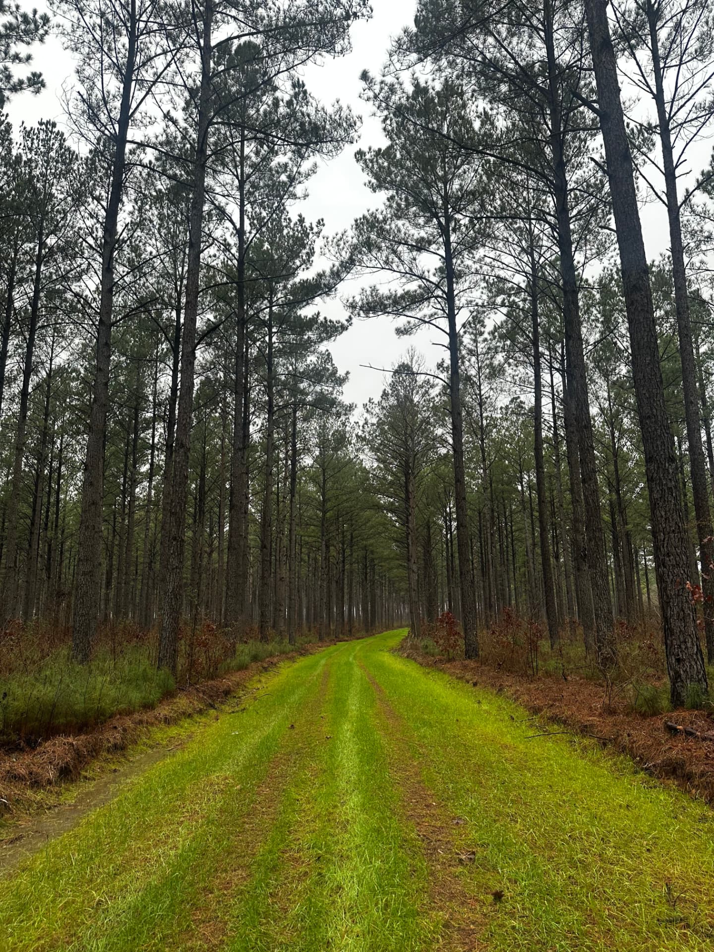 Mowed lane through a managed pine plantation